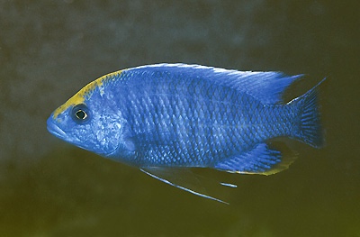 Protomelas spilonotus 'Mara Rocks'